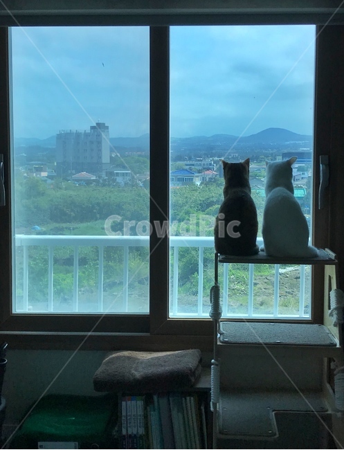 고양이,코리안숏헤어,페르시안,집사,제주도,제주