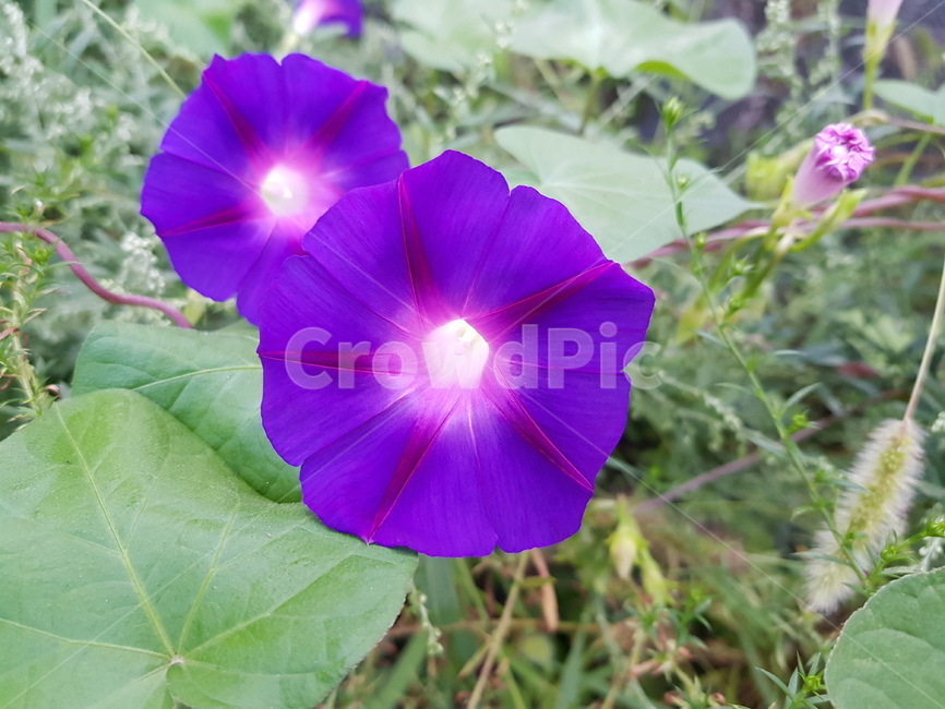 나팔꽃,보라색꽃,여름,풀밭,나팔,식물,자연,plants,nature,꽃,flower