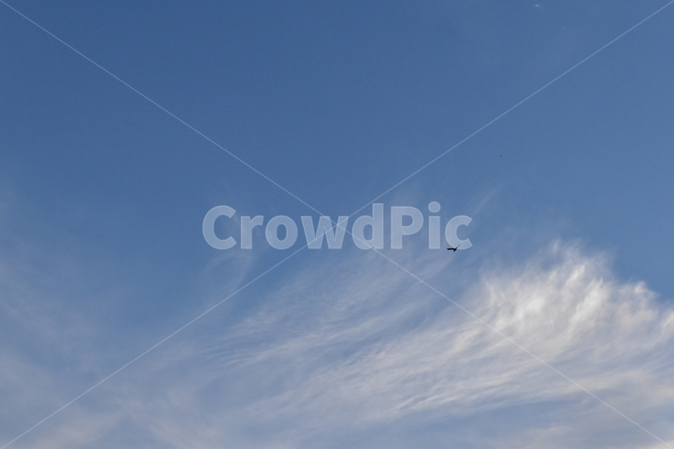 하늘,새,blue,구름,푸른,sky,bird,skyblue,cloud,새그림자,자연,풍경,nature,landscape,adventure,모험,leisure activities,레저 활동,outdoors,옥외