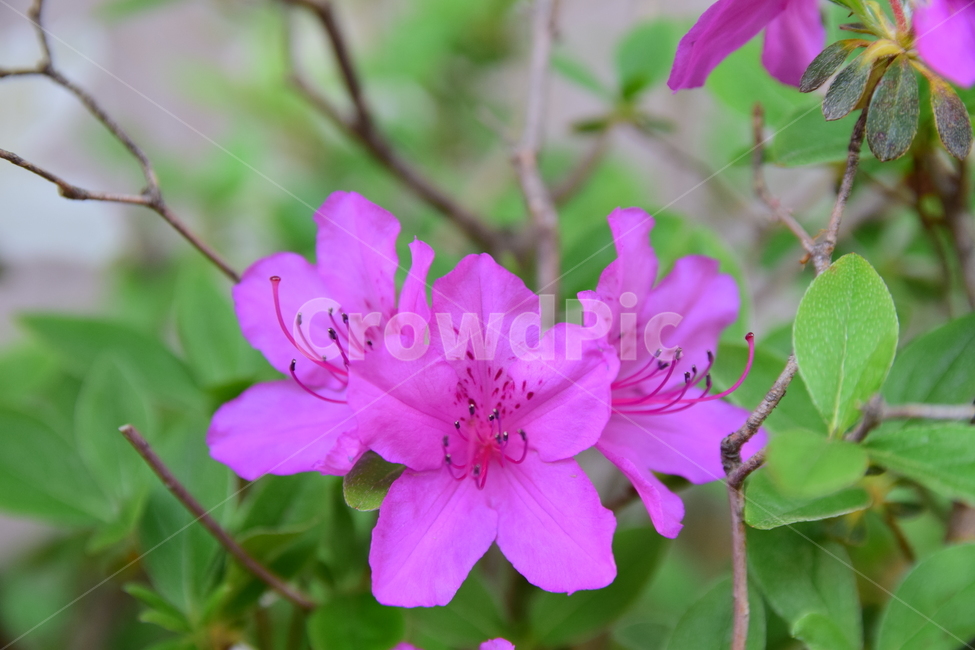 철쭉,진달래,꽃,빨간꽃,식물,자연,보라색,핑크,plant,nature,flower,네이처,플랜트,배경,화사한,식물,자연,plants,nature,꽃,flower