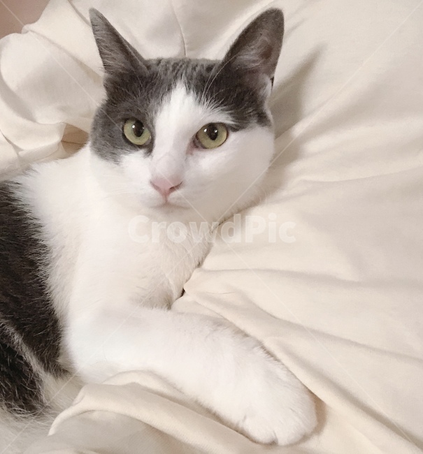 고양이,코숏,동물,편안함,집사