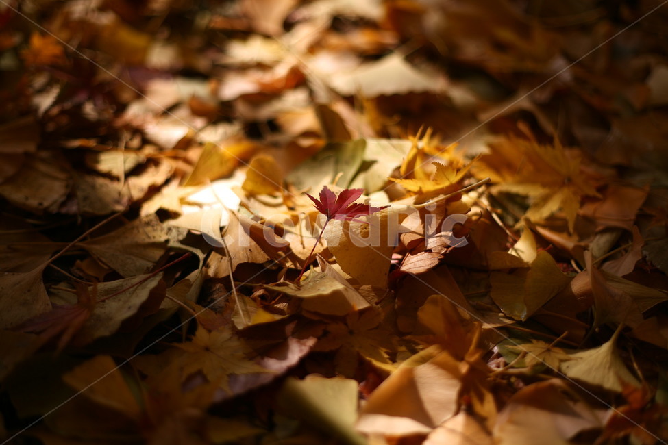 tree,나무,plant,식물,나무줄기,공원,자연,단풍,가을,계절,fall,autumn,season,자연,풍경,nature,landscape