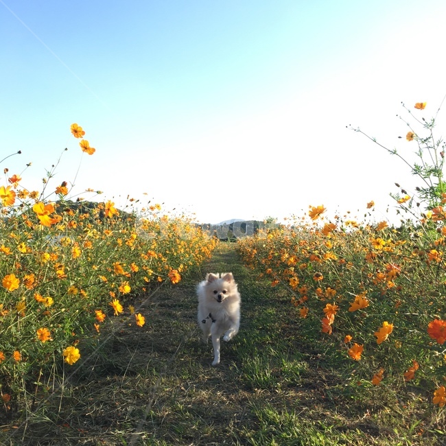 강아지,개,반려견,포즈,꽃밭,꽃,가을,계절,fall,autumn,season,동물,animal,포유류,mammal,개,강아지,dog,doggy