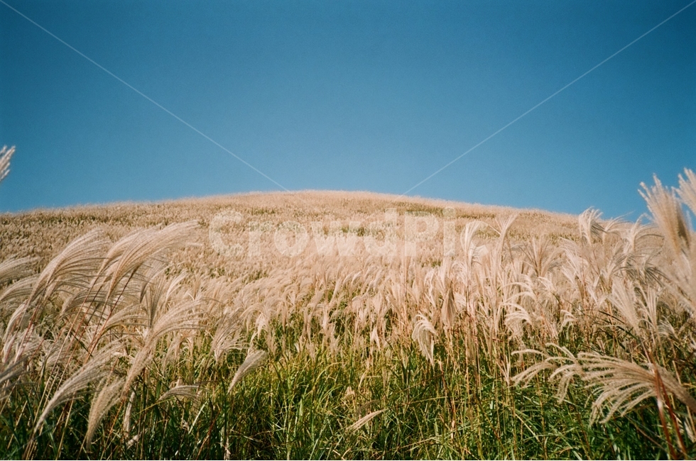 오름,새별오름,필카,가을,갈대,필름카메라,가을,계절,fall,autumn,season,자연,풍경,nature,landscape,감성,sensible,feeling,plant,식물,grass,잔디