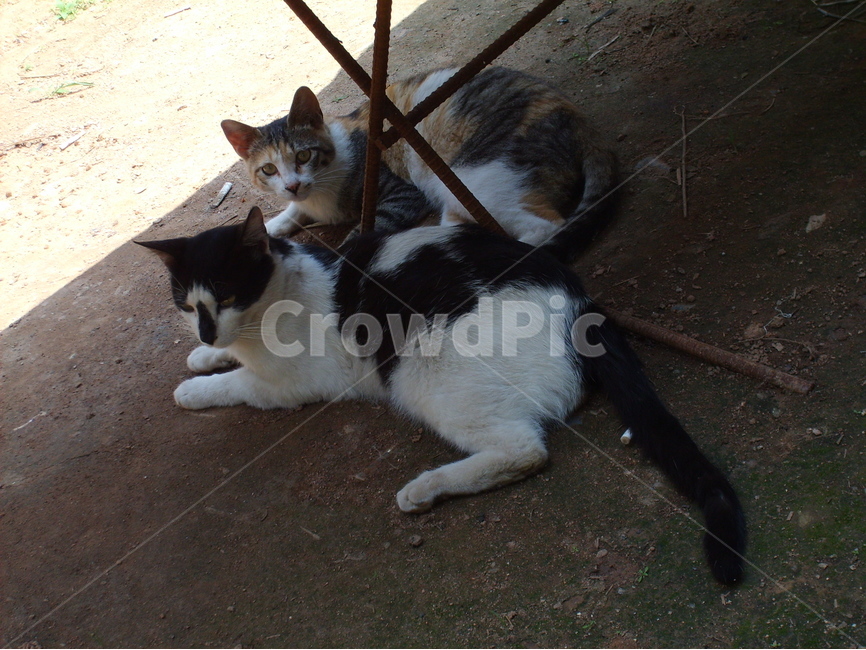 동물,포유동물,고양이,마당,그늘,동물,animal,포유류,mammal,고양이,cat,kitten,kitty