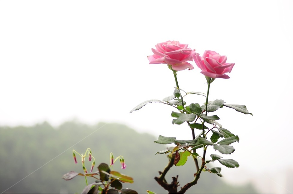 분홍장미,미니장미,넝쿨장미,유월장미,장미,식물,자연,plants,nature,꽃,flower