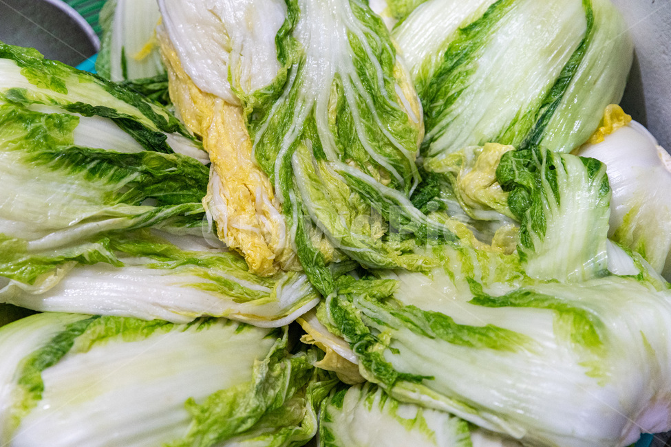 배추,김장김치,김치배추,배추절이기,배추소금절임,절인배추,절임배추,김장,김치,음식,식재료,요리,food,cook,meal,dishes,food reserves,채소,야채,vegetables