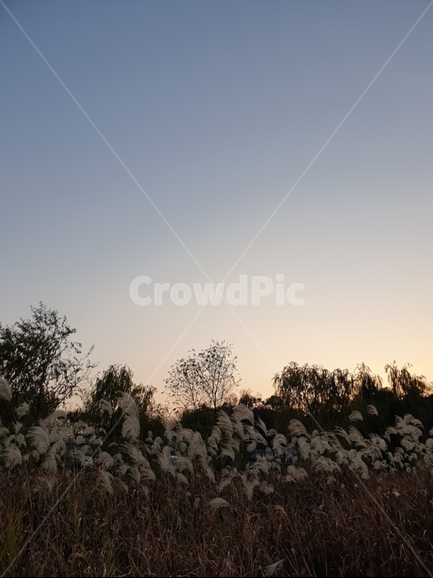 하늘,노을,석양,자연,억새,풍경,나무,풀,sky,sunset,nature,landscape,flamegrass,grass,가을,계절,fall,autumn,season,자연,풍경,nature,landscape,outdoors,옥외