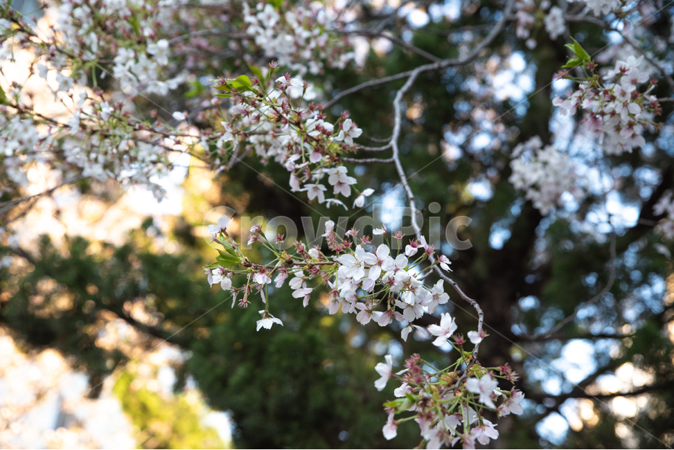 감성,feel,feeling,풍경,벚꽃,식물,봄,봄꽃,spring,봄,계절,spring,season,plant,flower,꽃,blossom