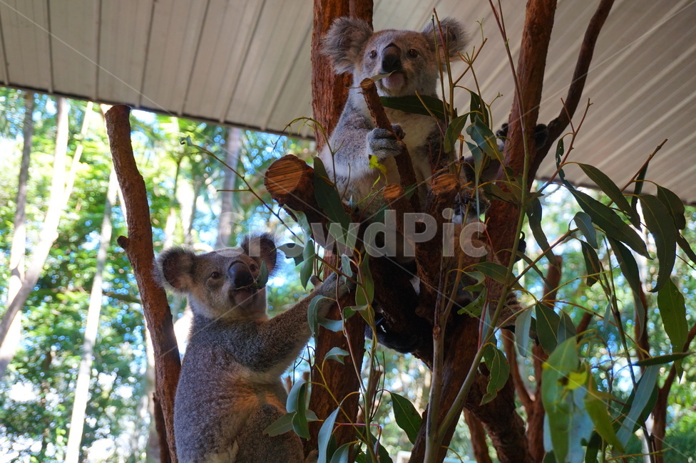animal,동물,koala,코알라,mammal,포유류,호주,australia,동물원,zoo