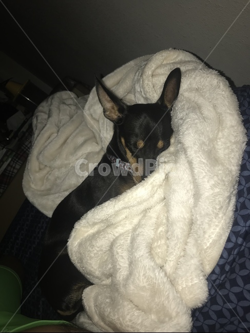 강아지,개,dog,puppy,자는중