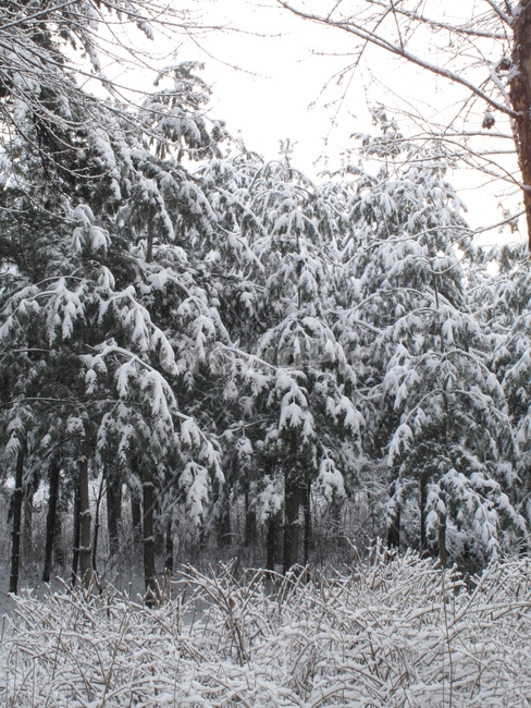 설경,눈,눈온풍경,쌓인눈,눈사진,양재시민의숲,겨울,나무,눈꽃,snow,winter,forest,tree,G10,canonG10,캐논G10,canon,캐논,겨울,계절,winter,season,식물,자연,plants,nature,나무,trees,wood