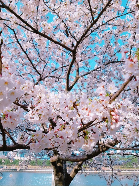 봄,강변,벚꽃,꽃,blossom,flower,나뭇가지,봄,계절,spring,season,식물,자연,plants,nature,꽃,flower,plant
