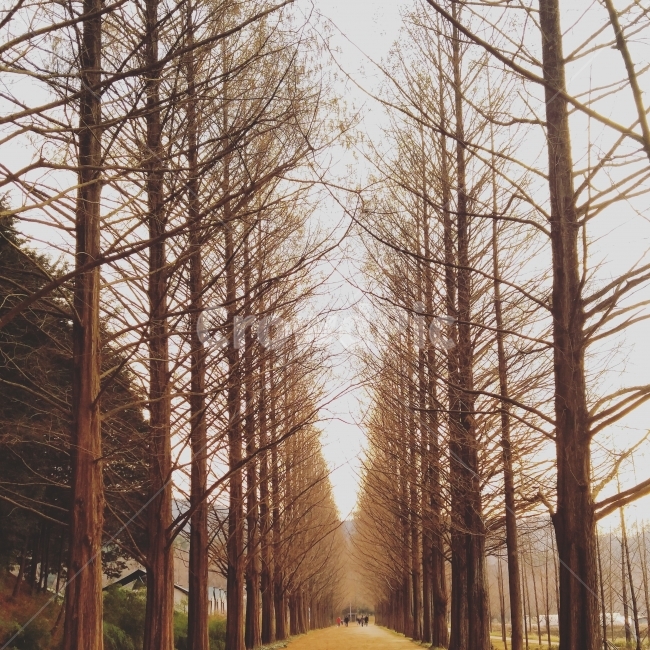 nature,tree,winter,metasequoia,road,Jeonnam,plants,Damyang,plant,sight,Jeollanamdo,park,landscape