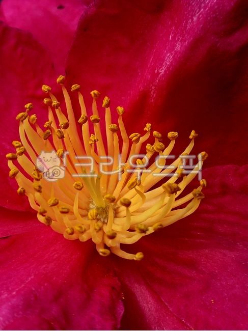 flower,꽃,petal,꽃잎,동백꽃