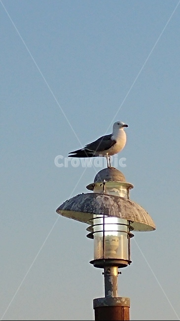 동물,갈매기,힐링,animal,새