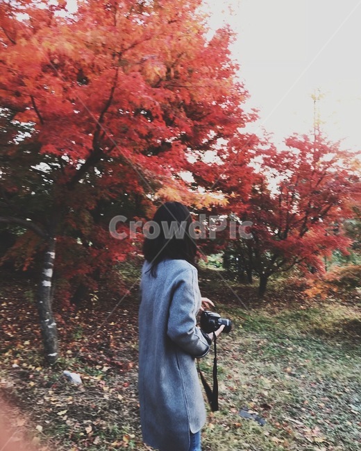 가을,낙엽,단풍,leaves,fall,autumn,가을,계절,fall,autumn,season,사람,인물,인간,human,person,여성,여자,woman,female,lady,사진작가,포토그래퍼,photographer,tree,나무,plant,식물,maple