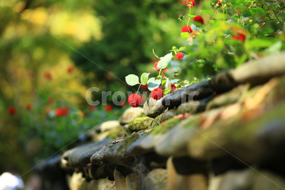 가을꽃,다알리아,꽃,감성,돌담,자연,flower,가을,fall,autumn,식물,자연,plants,nature,꽃,flower