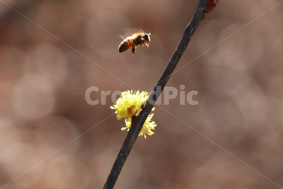 봄,벌,따뜻함,자연,입춘,honeybee,꿀벌,식물,자연,plants,nature,꽃,flower,곤충,벌레,insect,bug