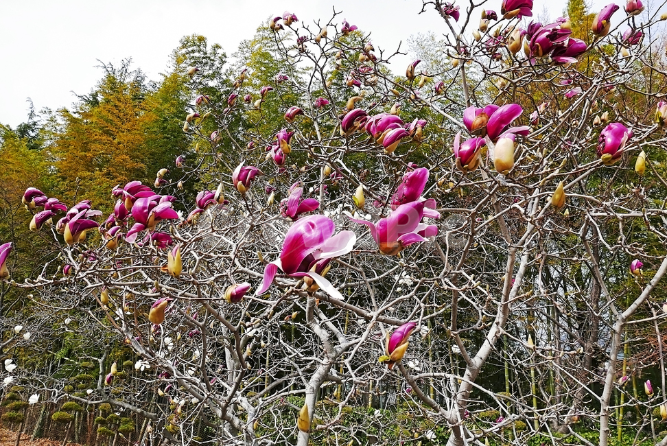 목련,목련꽃,자목련,자목련꽃,단독,소스,자료,백그라운드,봄,자연,환경,실외,봄꽃,새봄,꽃,꽃잎,잎,자주,자주색,자주꽃,보라,보라색,보라꽃,식물,나무,나뭇가지,초록색,녹색,접사,배경,탐스런,봉오리,꽃봉오리,싹,새싹,새순,큰꽃잎,구름,하늘,파란하늘,숲,군락,풍경,식물,자연,plants,nature,꽃,flower