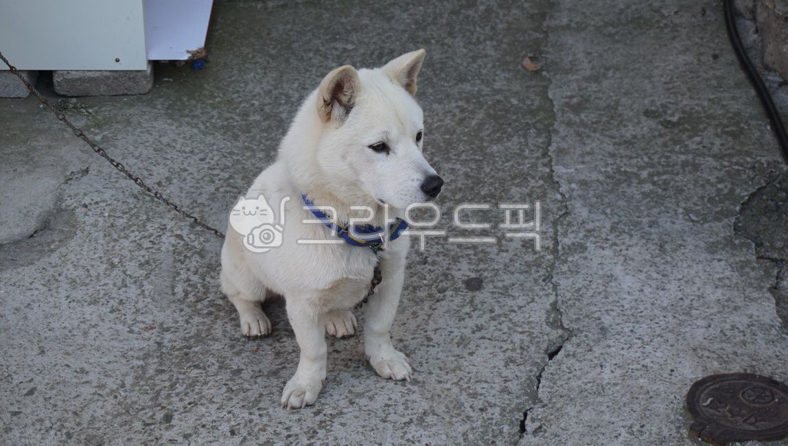 진돗개,개,백구,dog,강아지