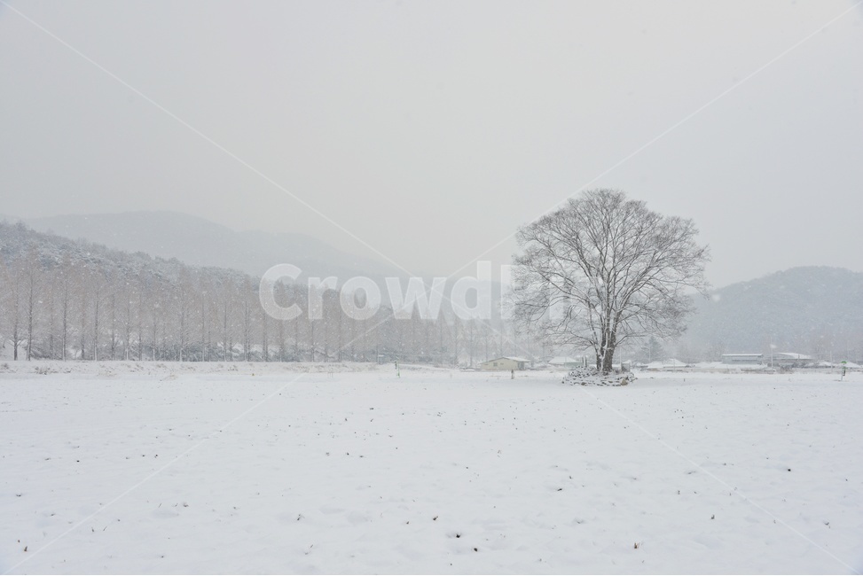 nature,자연,outdoors,옥외,snow,눈,blizzard,눈보라,storm,폭풍,winter,겨울,담양,메타길,메타스콰이어길,메타길설경,설경,농경지,농업,농사