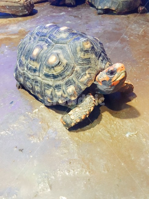 거북이,거북,동물,파충류,생물,아쿠아리움,수족관,생명,수생동물,동물,animal,파충류,양서류,reptile,amphibian