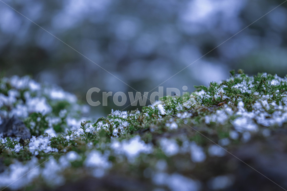 겨울,이끼,제주도,차가움,plant,식물,겨울,계절,winter,season,식물,자연,plants,nature