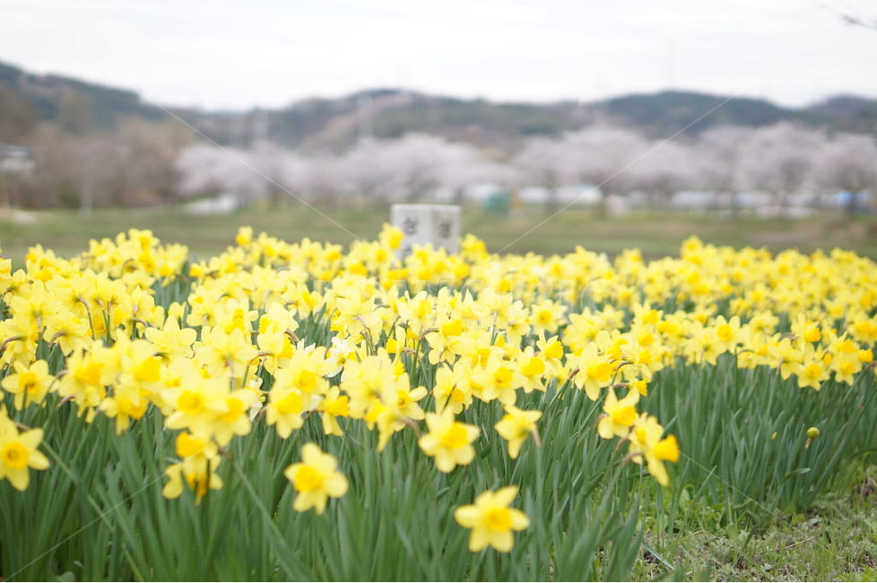 벚꽃길,봄,풍경,흐림,벚꽃,봄,계절,spring,season,식물,자연,plants,nature,꽃,flower,plant