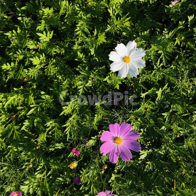 코스모스,꽃,flower,플라워,들꽃,식물,자연,plants,nature,꽃,flower