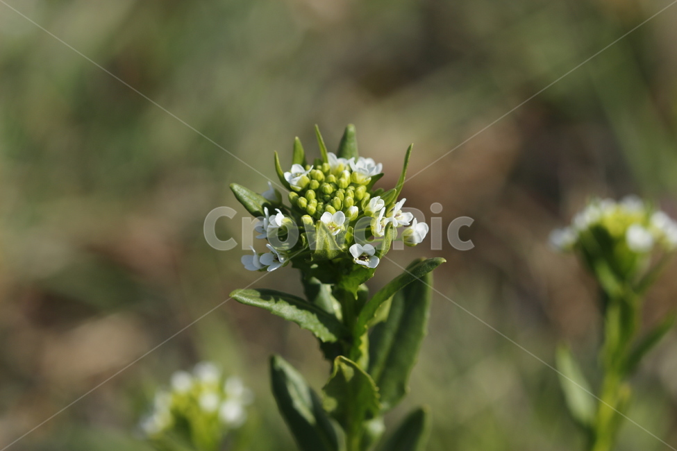 식물,plant,꽃,flower,냉이꽃,냉이
