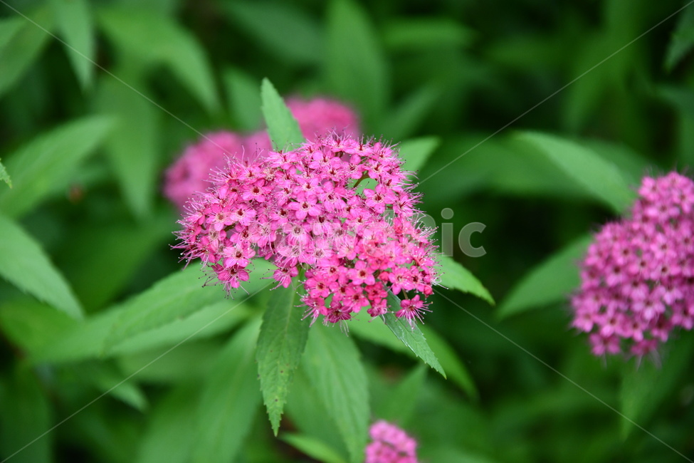 꽃,flower,자연,식물,색상,색깔,감성