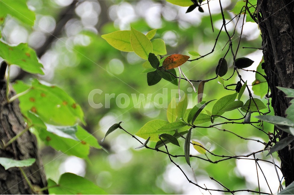 숲,나무,푸르름,식물,자연,단아,식물,자연,plants,nature