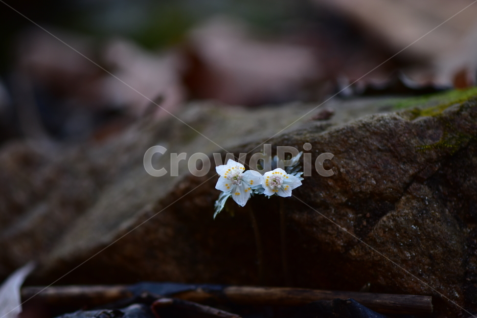 너도바람꽃,야생화,봄,꽃,풀꽃,자연,식물,식생,감성,힐링,plants,nature,spring,season,flower,emotion,feeling,흰색,초본,너도바람꽃속