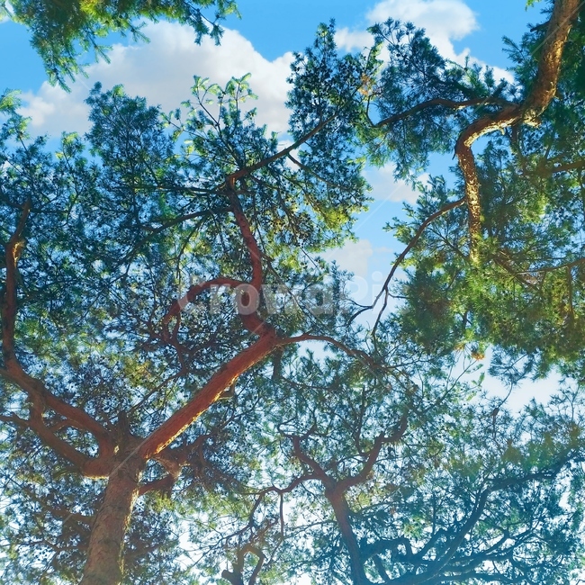 tree,plant,식물,하늘,자연,식물,자연,plants,nature,나무,trees,wood