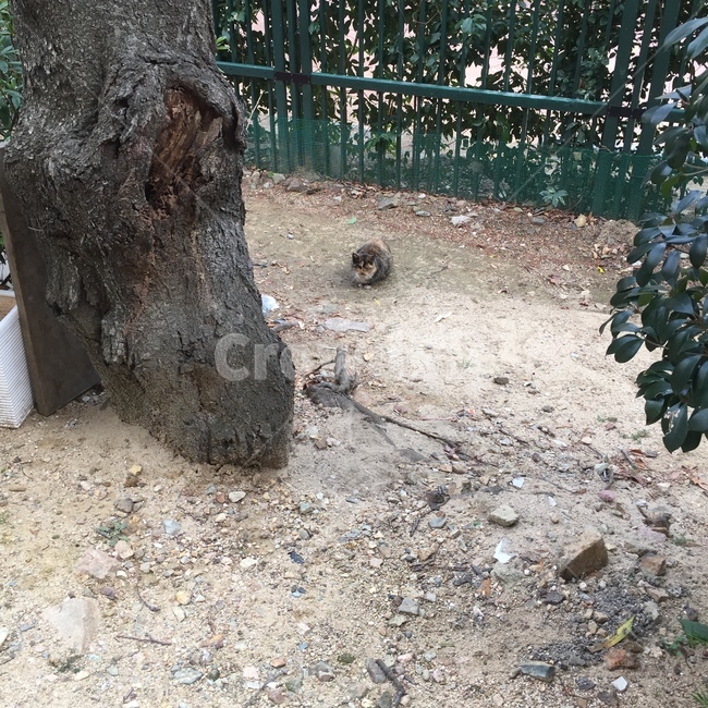 나무,길,바닥,고양이,배경,동물,animal,포유류,mammal,고양이,cat,kitten,kitty