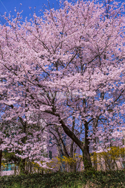 봄,벚꽃,꽃나무,꽃놀이,분홍색,봄풍경,cherryblossom,벚나무,벚꽃놀이,pink