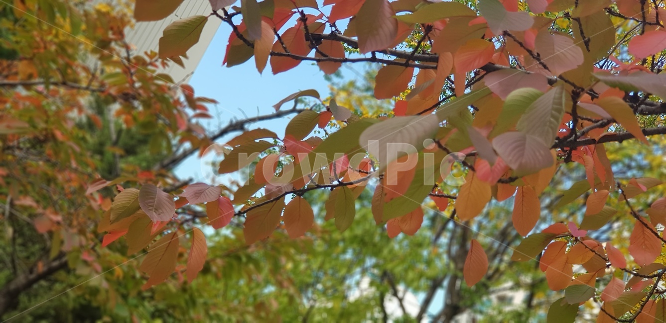 단풍,단풍나무,단풍잎,주황,브라운,나무가지,계절,하늘,초록,식물,자연,leaf,잎,plant