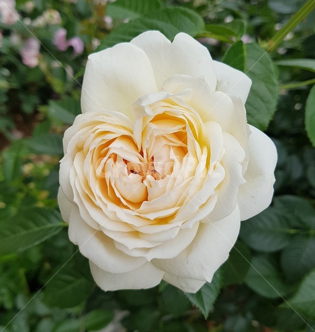 장미,장미축제,로즈데이,꽃다발,하트,love,사랑,자연,계절의여왕,rose,장미향,장미공원,장미무늬
