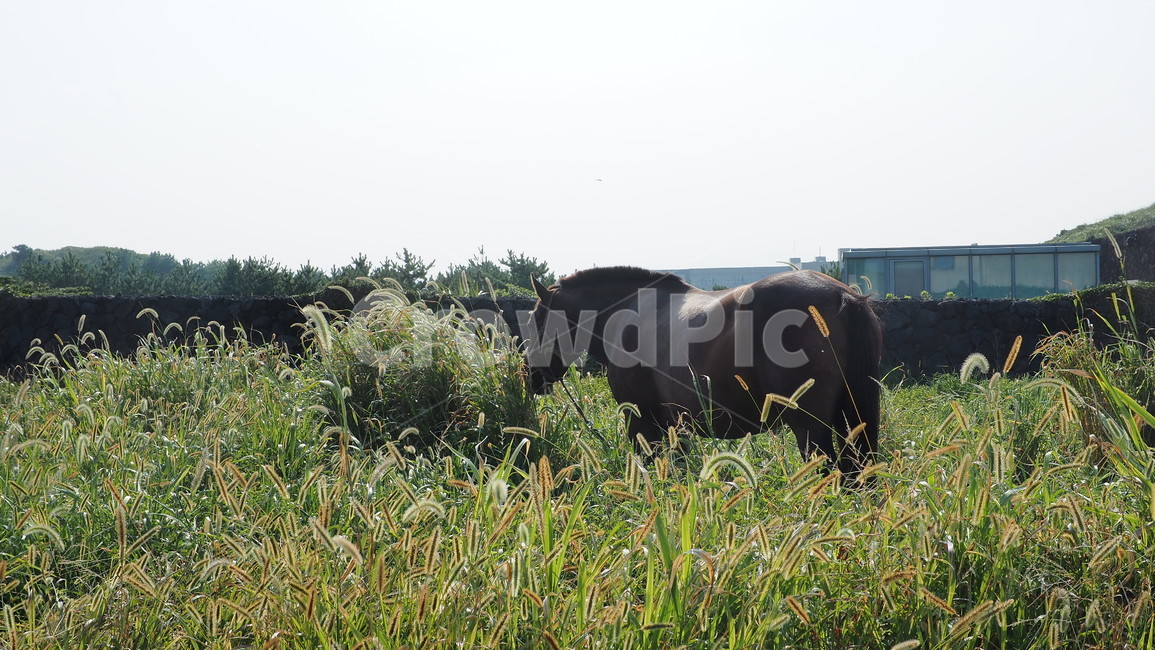 제주도,섭지코지,자연,말,horse,nature,강아지풀