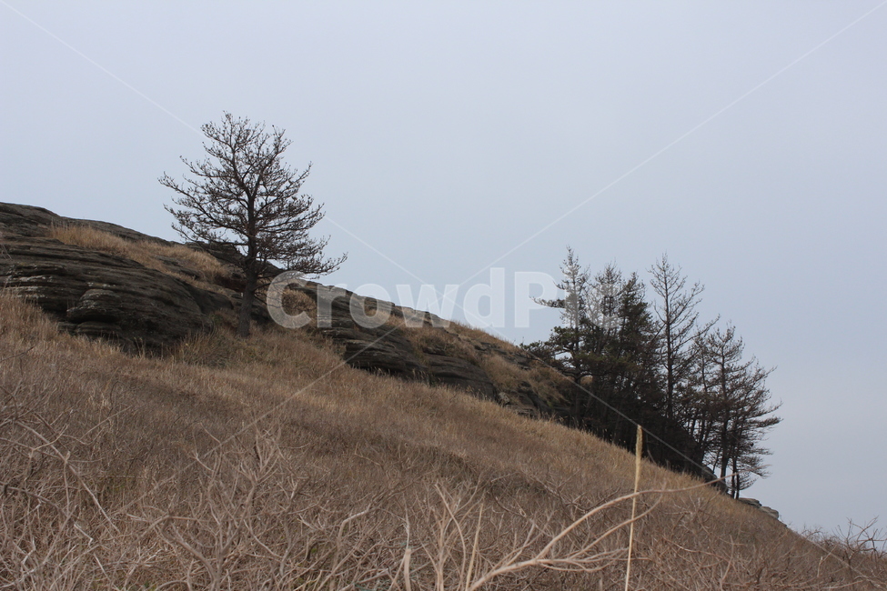 나무,tree,앙상한가지,갈대,경사지,자연,풍경,nature,landscape,식물,plants,나무,trees,wood,plant,fir,전나무
