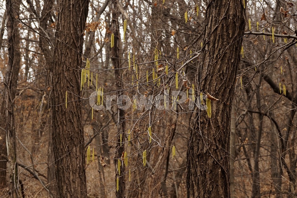 나무,자연,식물,초봄,낙엽,나무가지,landscape,nature,trees,desolation,solitary,fallenleaves,brown,branches,개암나무,꽃,자연,풍경,nature,landscape,tree,tree trunk,나무 줄기,plant