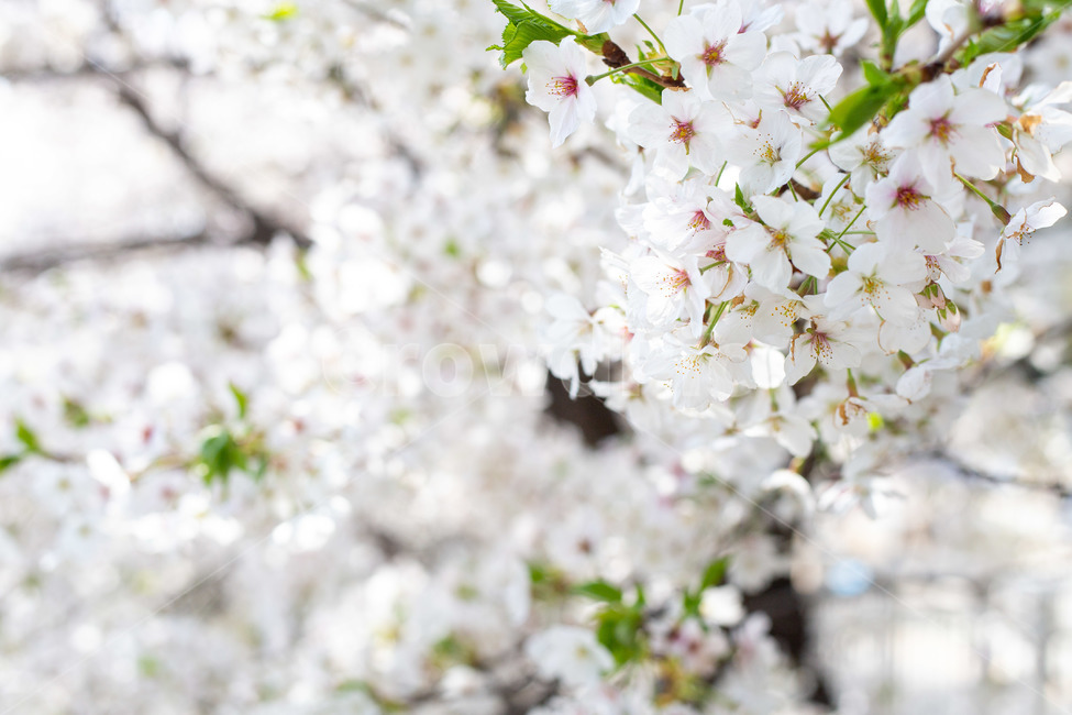 봄,벚꽃,꽃,cherryblossom,식물,자연,풍경,nature,landscape
