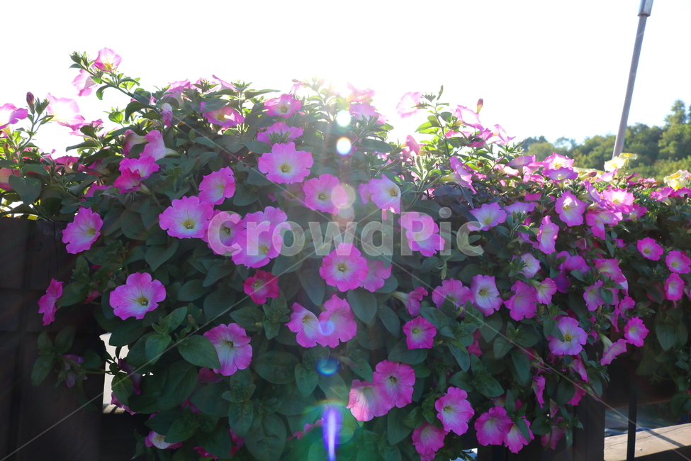 꽃,페튜니아,페튜니아꽃,식물,자연,페츄니아,분홍꽃,식물,자연,plants,nature,꽃,flower
