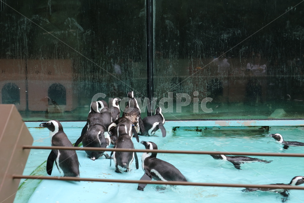 펭귄,동물,동물원,남극,수영,동물,animal,조류,새,birds