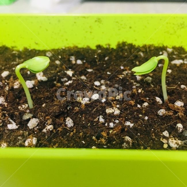 흙,새싹,봄,seed,bud,sprout,화분,풀