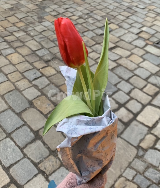 튤립,빨간튤립,꽃,꽃다발,선물,꽃,flower,기념일,축하,anniversary,congratulation,celebrate,celebration