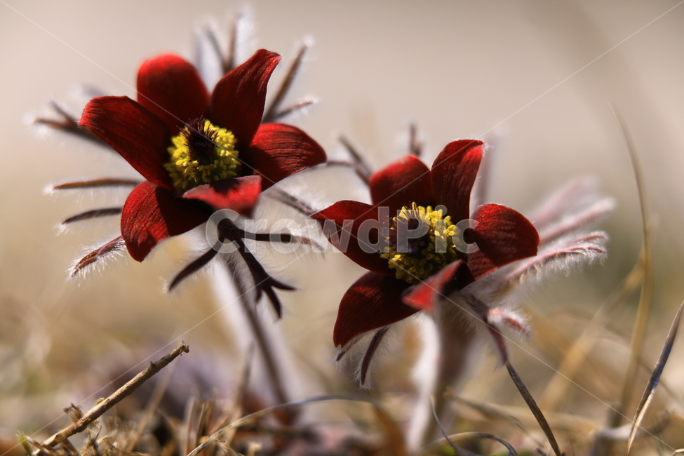 할미꽃,빨강,자연,쌍둥이,야생화,식물,자연,plants,nature,꽃,flower