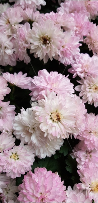 꽃,핑크색,야생화,자연,힐링,flower,nature,healing,pink,식물,자연,plants,nature,꽃,flower