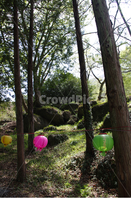 나무,식물,plant,봄,spring,초록,연등,종교,신앙,religion,belief,faith,축제,행사,festival,carnival,event